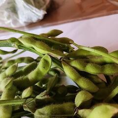 新鮮野菜　枝豆1さや200円が2つ(農薬不使用)の画像