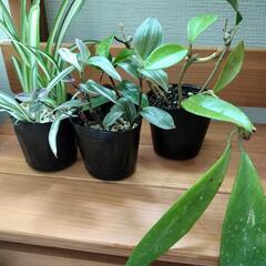 植物3つまとめて