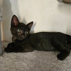 生後2ヵ月子猫姉弟里親さん募集