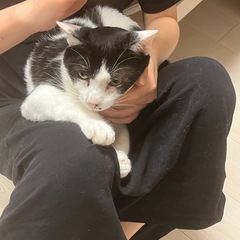 なでなで好き、むぅくん(MIX成猫) − 東京都