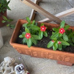 お花の寄せ植え