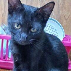 子猫の里親を募集します。