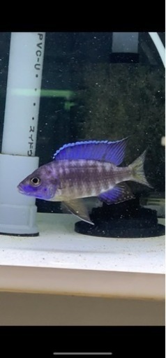Aulonocara stuartgranti Chilumba 熱帯魚　アフリカンシクリッド  アウロノカラスチュアートグランデ　ドイツ産　8-9㎝　40%off 売り切り　写真個体販売