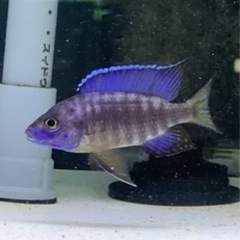 Aulonocara stuartgranti Chilumba...