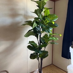 フェークグリーンの画像