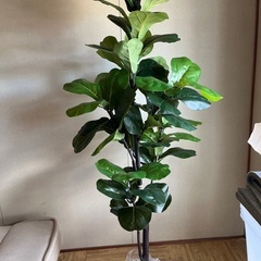 フェークグリーンの画像