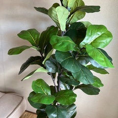 フェークグリーンの画像