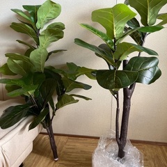 フェークグリーンの画像