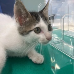 可愛いお顔のお猫様