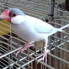 ライトシルバー文鳥　販売中です♪