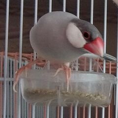 ライトシルバー文鳥　販売中です♪ - 鹿嶋市
