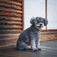 【ペット撮影】あなたの愛犬、プロフォトグラファーが可愛く撮…