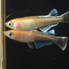 マリアージュイエロー メダカ 若魚