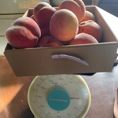 減農薬栽培桃　小玉系　発送不可訳ありライン我が家のラスト桃訳ありなどの画像