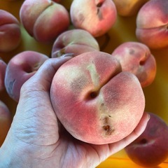 減農薬栽培桃　小玉系　発送不可訳ありライン我が家のラスト桃訳ありなど