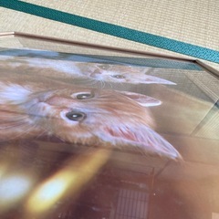 🐈猫🐈ネコ🐈nova rico florence itaryの画像