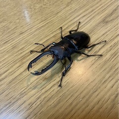 ギラファノコギリクワガタの画像