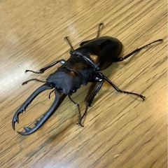 ギラファノコギリクワガタ