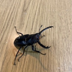 ギラファノコギリクワガタ