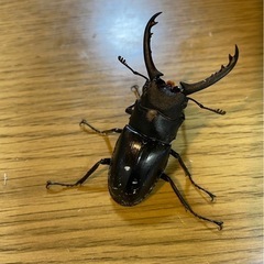 ギラファノコギリクワガタの画像