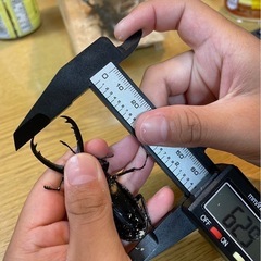 ギラファノコギリクワガタの画像