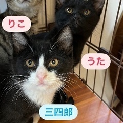 迎えにきてね⭐️4か月黒猫♀キジトラ♀ハチワレ三四郎♂