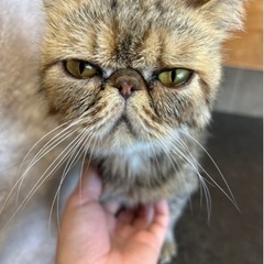 エキゾチック女の子