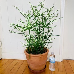 お取引き中 ミルクブッシュ 73cm テラコッタ鉢植え
