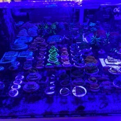 サンゴ 水槽一式 購入させてください