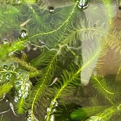 【お話し中】　めだか    雲州三色     20匹 ②の画像