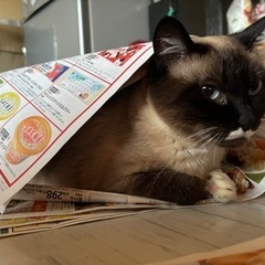 成猫 雑種