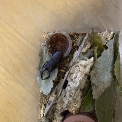 天然採集（7/20）したノコギリクワガタの画像