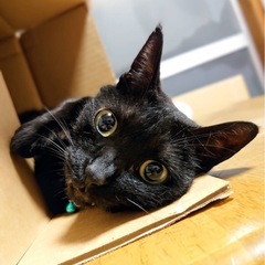 ありがとうございました。じっと見つめる瞳がたまらニャーい　ツヤツ...