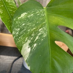 斑入りモンステラボルシギアナ　1の画像