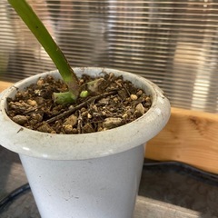 斑入りモンステラボルシギアナ　1の画像