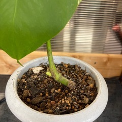 斑入りモンステラボルシギアナ　2の画像