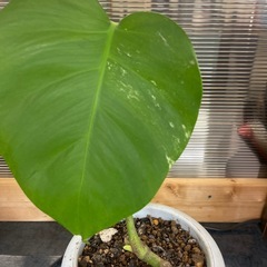 斑入りモンステラボルシギアナ　2の画像