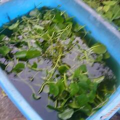 ウォーターコイン　ウォーターマッシュルーム　水草　水生植物