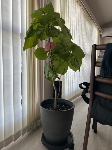観葉植物
