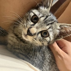 子猫　生後2ヶ月程度