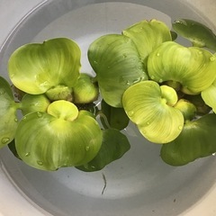 ⭐︎ホテイソウ（水草・浮草）　一株50円⭐︎メダカに最適！他にも...