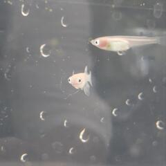 ポニョメダカ