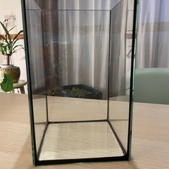 ベタ　熱帯魚　アクアリウム　水槽の画像
