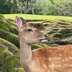 害獣駆除(狩猟期間11/15～3/15限定)