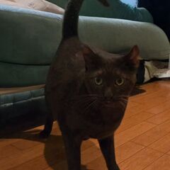 オス成猫3歳 去勢手術済 里親募集