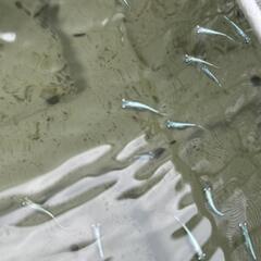 みゆき若魚無選別30匹くらい1000えんの画像