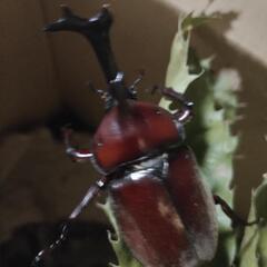 カブトムシ