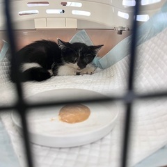 1ヶ月半のメスの子猫 - 里親募集