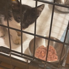 1ヶ月半のメスの子猫 - 新発田市