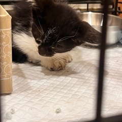 1ヶ月半のメスの子猫 − 新潟県